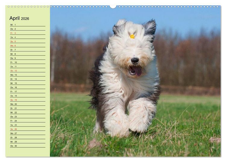 Produktbild: Traumhund Bobtail (hochwertiger Premium Wandkalender 2026 DIN A2 quer), Kunstdruck in Hochglanz