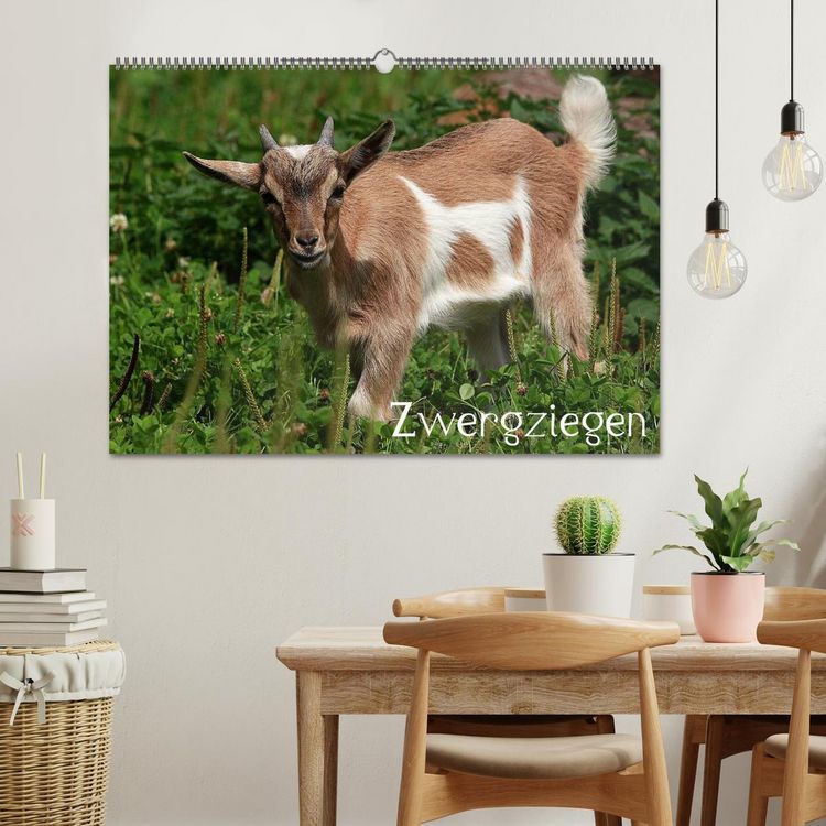 Produktbild: Zwergziegen (Wandkalender 2026 DIN A2 quer), CALVENDO Monatskalender