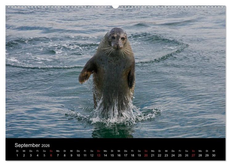 Produktbild: Faszination Kegelrobben und Seehunde 2026 (Wandkalender 2026 DIN A2 quer), CALVENDO Monatskalender