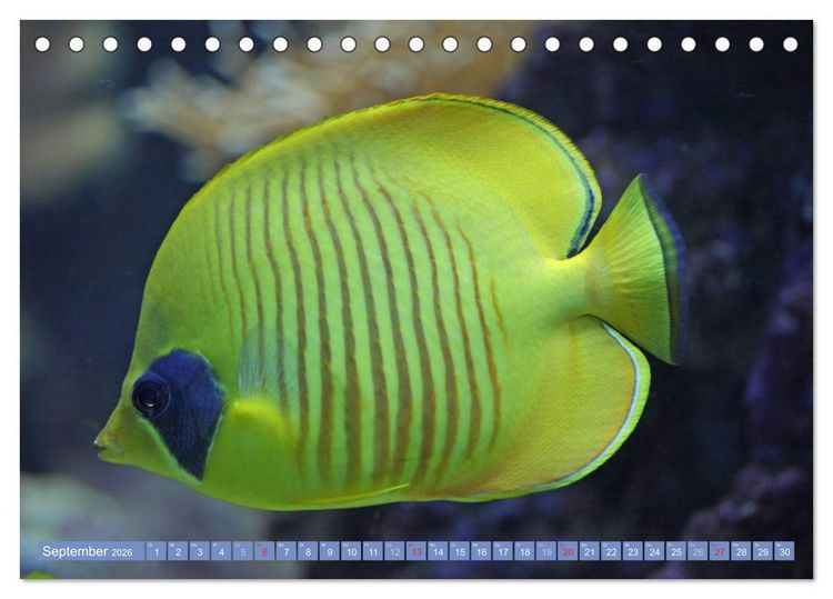 Produktbild: Bunte Welt der Fische (Tischkalender 2026 DIN A5 quer), CALVENDO Monatskalender