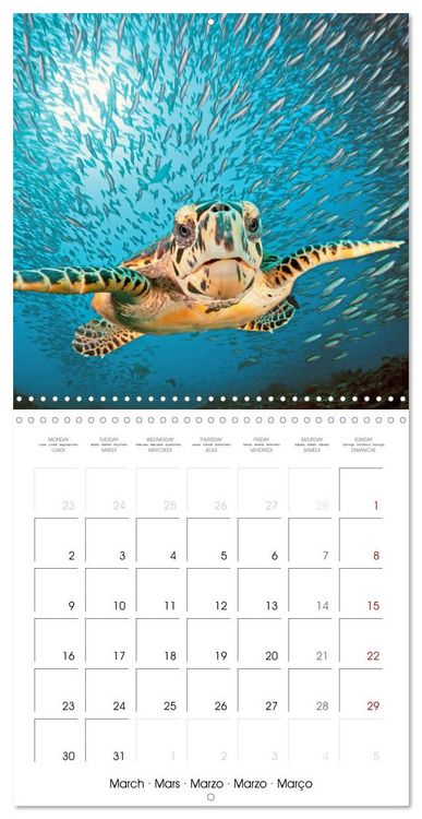 Produktbild: Diving in the deep blue sea (Wall Calendar 2026 12 &times; 12 Inch) CALVENDO 12 Month Wall Calendar