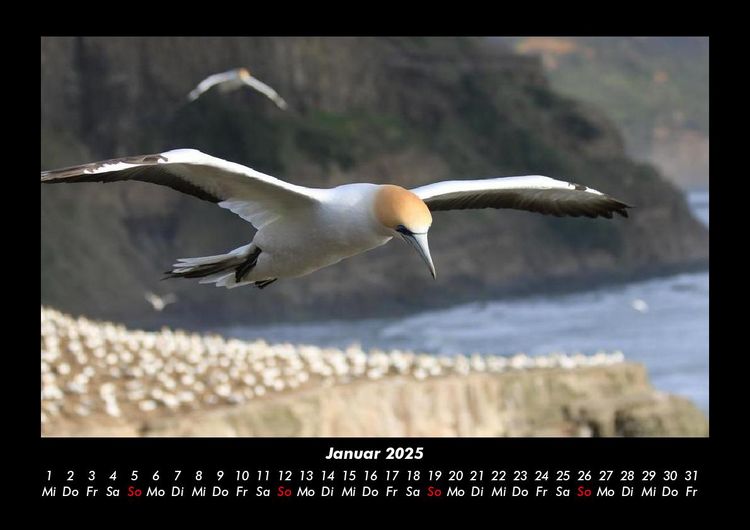 Produktbild: V&ouml;gel 2025 Fotokalender DIN A3