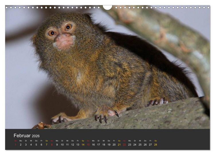 Produktbild: Tierpark-Gera (Wandkalender 2026 DIN A3 quer), CALVENDO Monatskalender