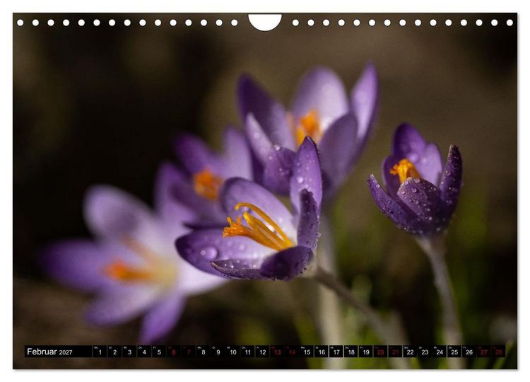 Produktbild: Fr&uuml;hlingsbl&uuml;her - Farbenpracht nach dem Winter (Wandkalender 2027 DIN A4 quer), CALVENDO Monatskalender