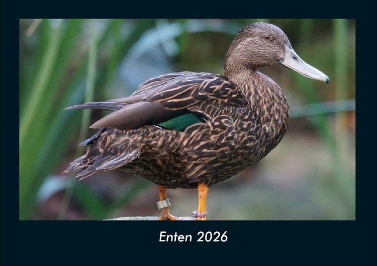 Produktbild: Enten 2026 Fotokalender DIN A4