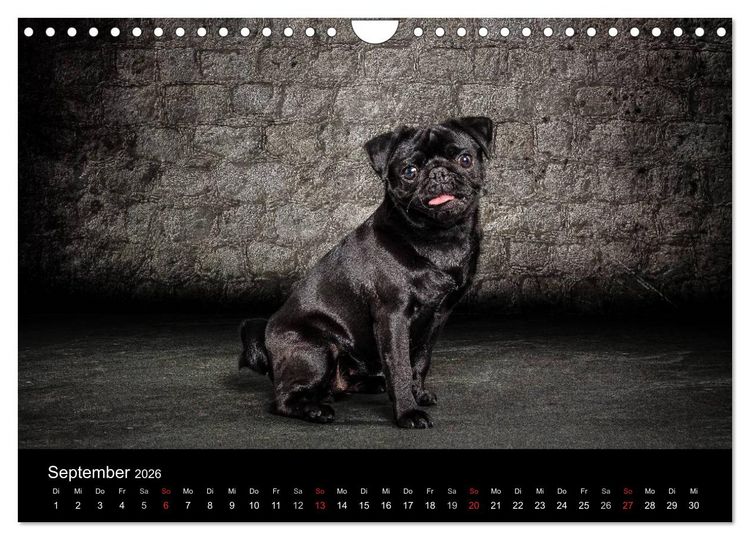 Produktbild: Urban Dogs - Hundekalender der anderen Art (Wandkalender 2026 DIN A4 quer), CALVENDO Monatskalender