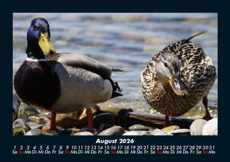 Produktbild: Enten 2026 Fotokalender DIN A5
