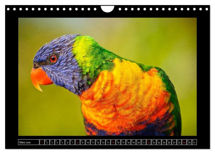 Produktbild: Australia Wildlife (Wandkalender 2026 DIN A4 quer), CALVENDO Monatskalender