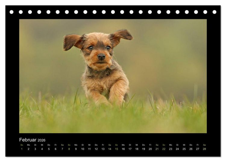 Produktbild: Allerlei Hundekinder (Tischkalender 2026 DIN A5 quer), CALVENDO Monatskalender