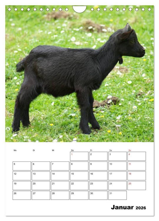 Produktbild: Ziegen Terminplaner (Wandkalender 2026 DIN A4 hoch), CALVENDO Monatskalender