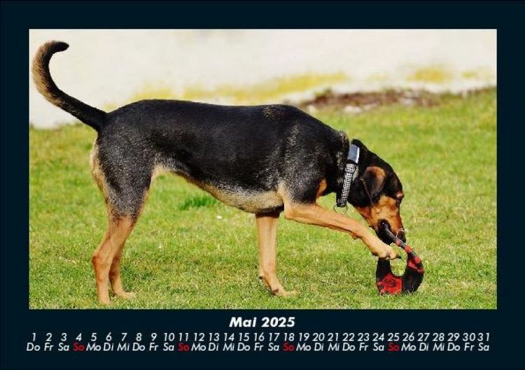 Produktbild: Hundezauber 2025 Fotokalender DIN A5