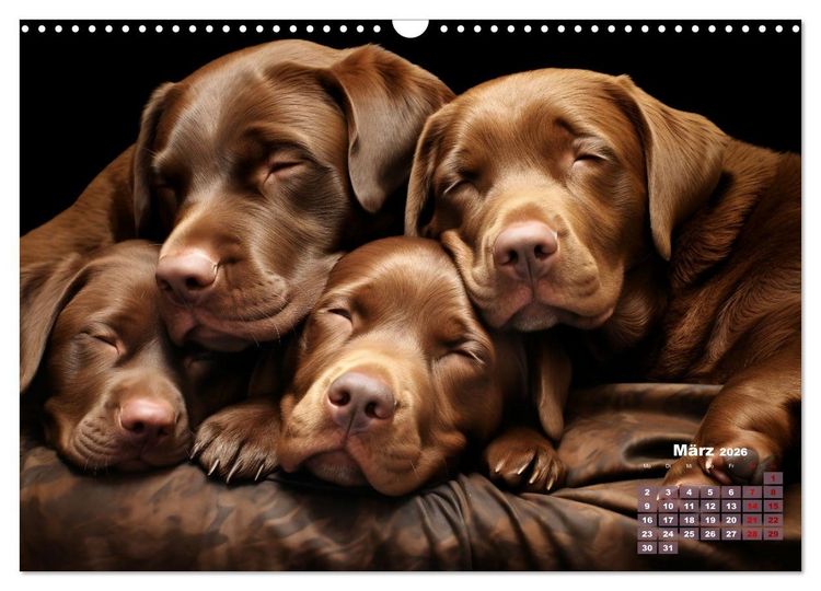 Produktbild: Wenn sie schlafen... (Wandkalender 2026 DIN A3 quer), CALVENDO Monatskalender