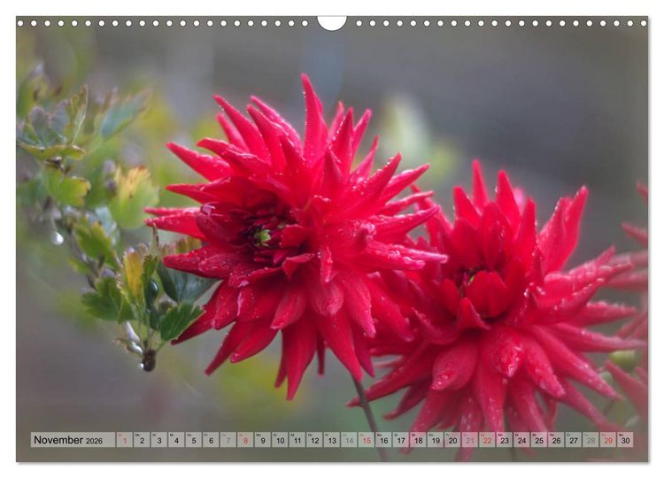 Produktbild: Farbenfroher Bl&uuml;tentraum (Wandkalender 2026 DIN A3 quer), CALVENDO Monatskalender