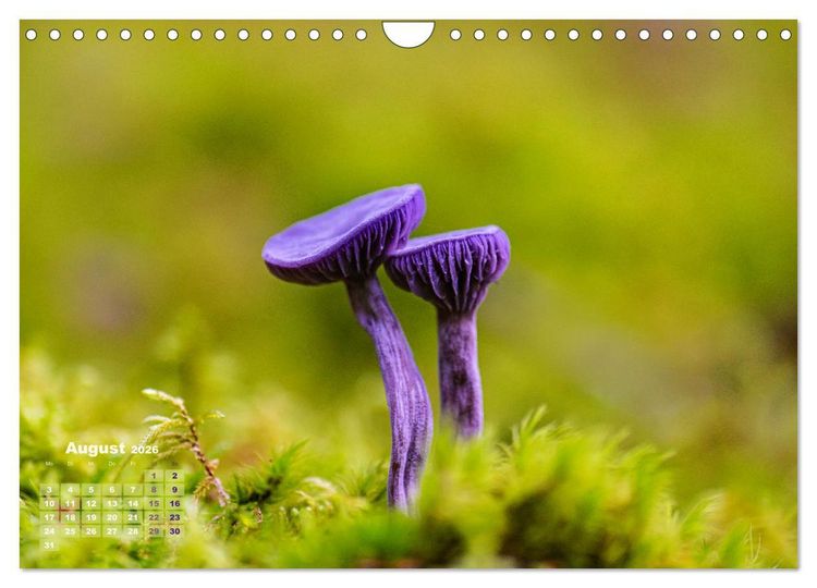 Produktbild: Fantastische Pilzwelten (Wandkalender 2026 DIN A4 quer), CALVENDO Monatskalender