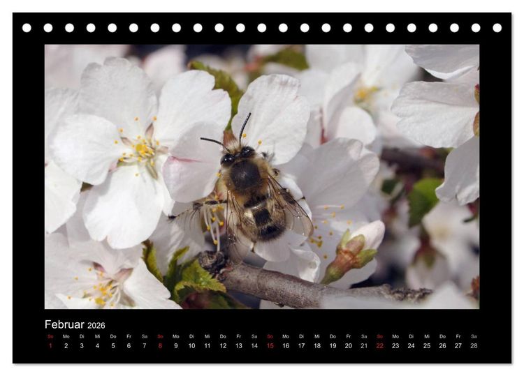 Produktbild: Die Wildbienen Deutschlands (Tischkalender 2026 DIN A5 quer), CALVENDO Monatskalender