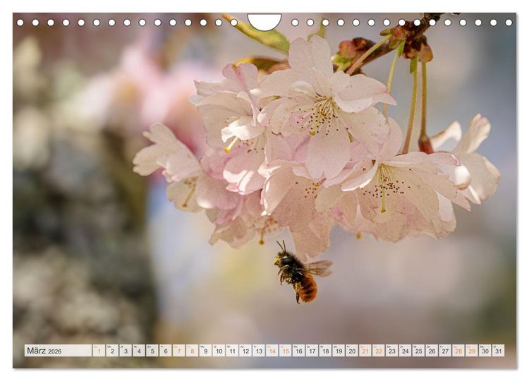 Produktbild: Bienen und Hummeln in Aktion (Wandkalender 2026 DIN A4 quer), CALVENDO Monatskalender