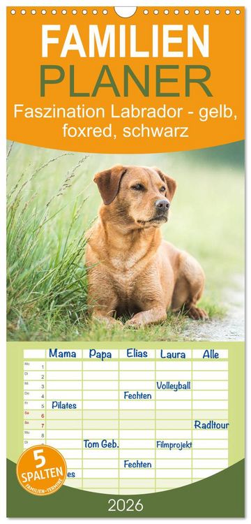Produktbild: Familienplaner 2026 - Faszination Labrador - gelb, foxred, schwarz mit 5 Spalten (Wandkalender, 21 x 45 cm) CALVENDO