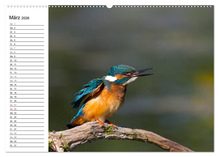 Produktbild: Eisv&ouml;gel (Wandkalender 2026 DIN A2 quer), CALVENDO Monatskalender