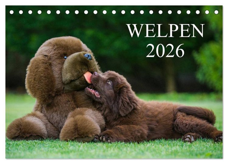 Produktbild: Welpen 2026 (Tischkalender 2026 DIN A5 quer), CALVENDO Monatskalender