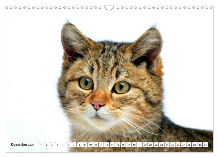 Produktbild: Nachwuchs in der Tierwelt (Wandkalender 2026 DIN A3 quer), CALVENDO Monatskalender