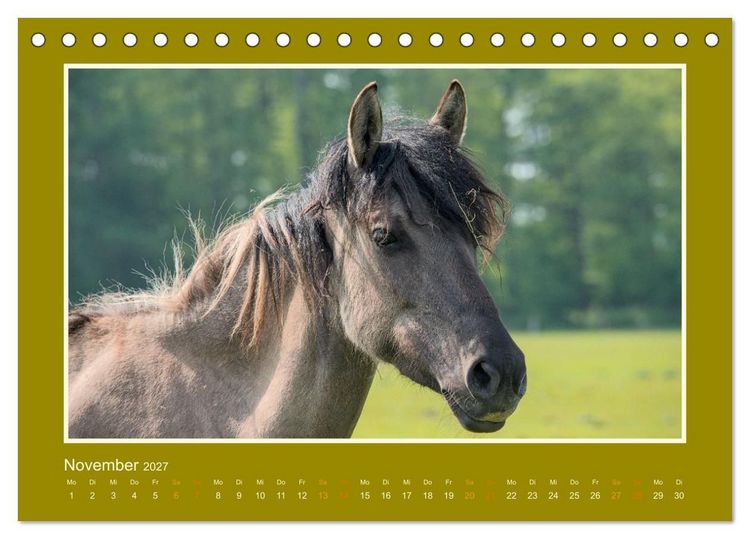Produktbild: Die letzten Wilden - freilebende Pferde in D&uuml;lmen (Tischkalender 2027 DIN A5 quer), CALVENDO Monatskalender