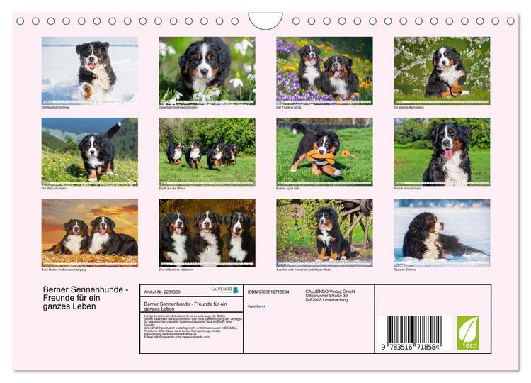 Produktbild: Berner Sennenhunde - Freunde f&uuml;r ein ganzes Leben (Wandkalender 2026 DIN A4 quer), CALVENDO Monatskalender
