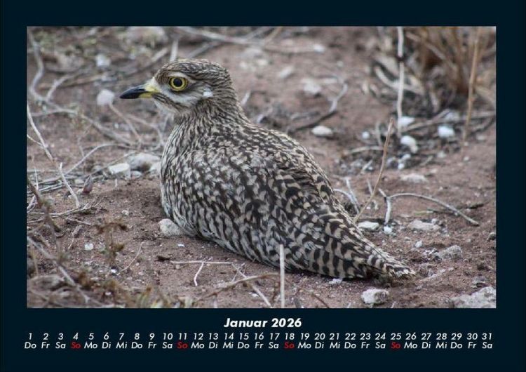 Produktbild: Vogelparadies 2026 Fotokalender DIN A4