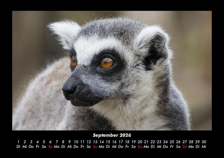 Produktbild: Tiere in der Wildnis 2026 Fotokalender DIN A3
