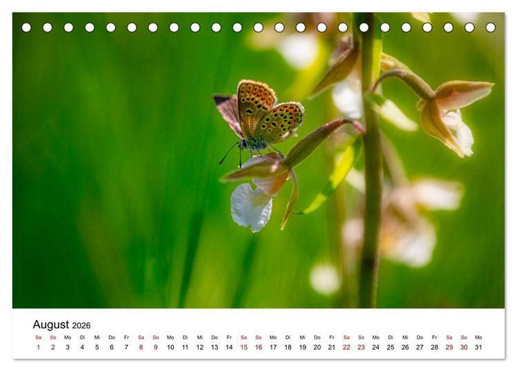 Produktbild: Oberbayerischer Insekten Kalender (Tischkalender 2026 DIN A5 quer), CALVENDO Monatskalender