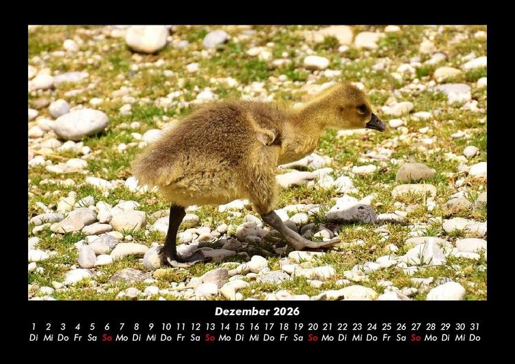 Produktbild: Welt der V&ouml;gel 2026 Fotokalender DIN A3
