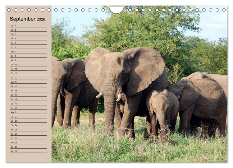 Produktbild: Elefanten in freier Wildbahn (Wandkalender 2026 DIN A4 quer), CALVENDO Monatskalender