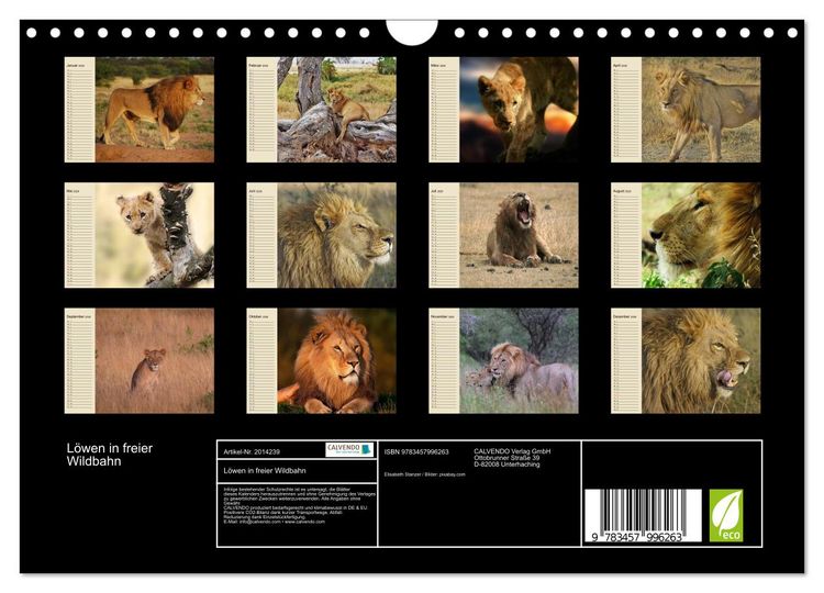 Produktbild: L&ouml;wen in freier Wildbahn (Wandkalender 2026 DIN A4 quer), CALVENDO Monatskalender