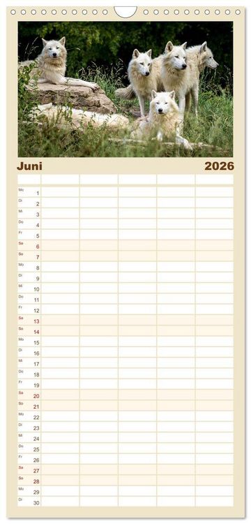 Produktbild: Familienplaner 2026 - Begegnung mit dem Wolf mit 5 Spalten (Wandkalender, 21 x 45 cm) CALVENDO