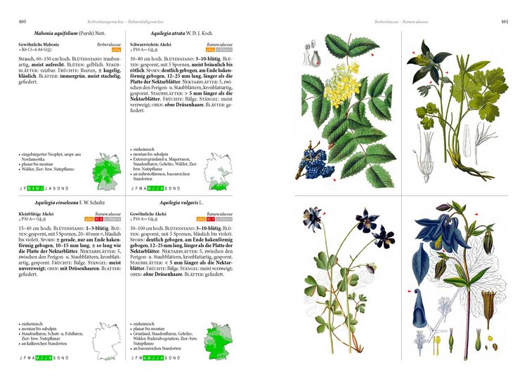 Die Flora von Deutschland. Alle heimischen Arten" online kaufen