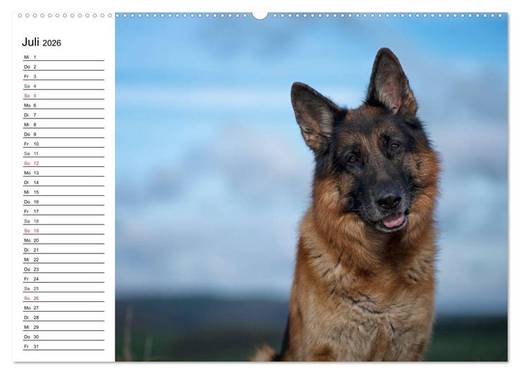 Produktbild: Deutsche Sch&auml;ferhunde - Liebenswerte Graunasen (Wandkalender 2026 DIN A2 quer), CALVENDO Monatskalender