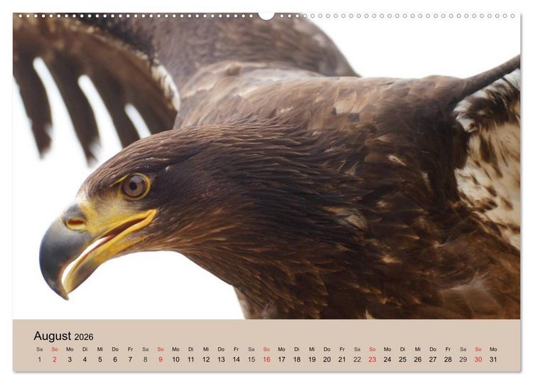 Produktbild: Der Steinadler. Majest&auml;tischer Greifvogel (hochwertiger Premium Wandkalender 2026 DIN A2 quer), Kunstdruck in Hochglanz