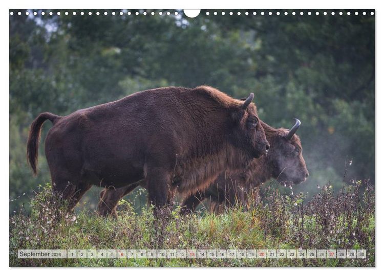 Produktbild: Emotionale Momente: Der Wisent. (Wandkalender 2026 DIN A3 quer), CALVENDO Monatskalender