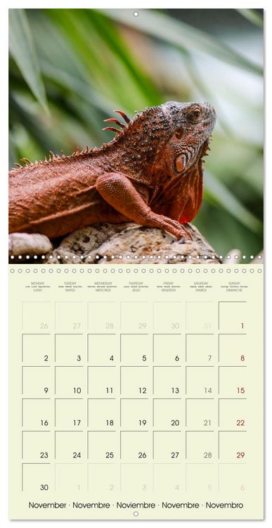 Produktbild: Les merveilles du monde les reptiles (Calendrier mural carr&eacute; 2026 30x30 cm) Calendrier double avec une page pour vos prises de notes