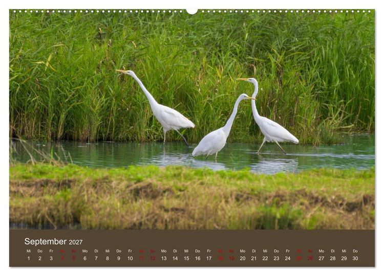 Produktbild: Reiher in der Elbmarsch (Wandkalender 2027 DIN A2 quer), CALVENDO Monatskalender