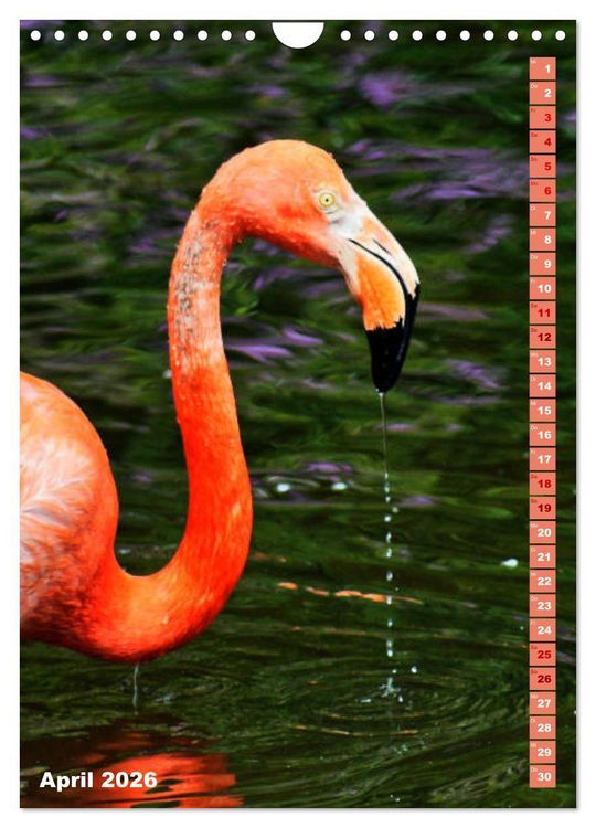 Produktbild: Rosarote Flamingo (Wandkalender 2026 DIN A4 hoch), CALVENDO Monatskalender