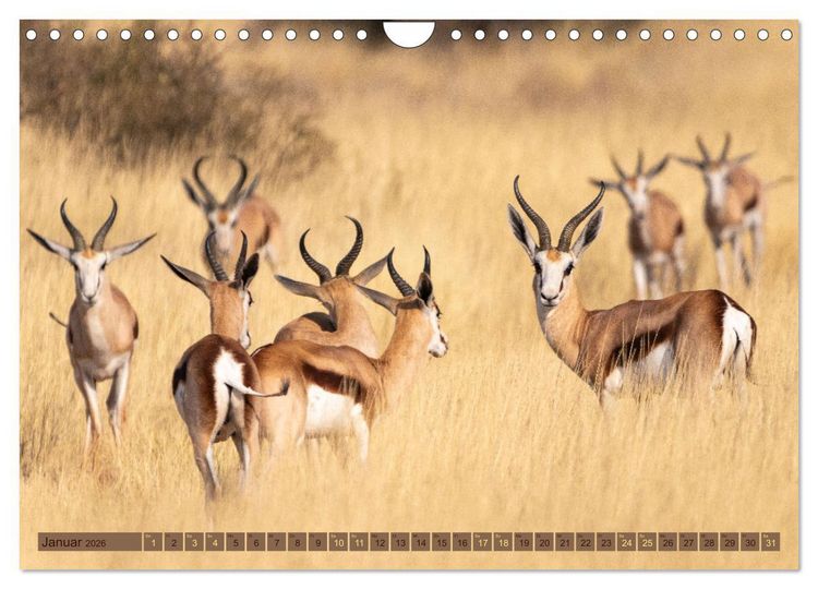Produktbild: Wildlife Namibia - Etosha und Kalahari (Wandkalender 2026 DIN A4 quer), CALVENDO Monatskalender