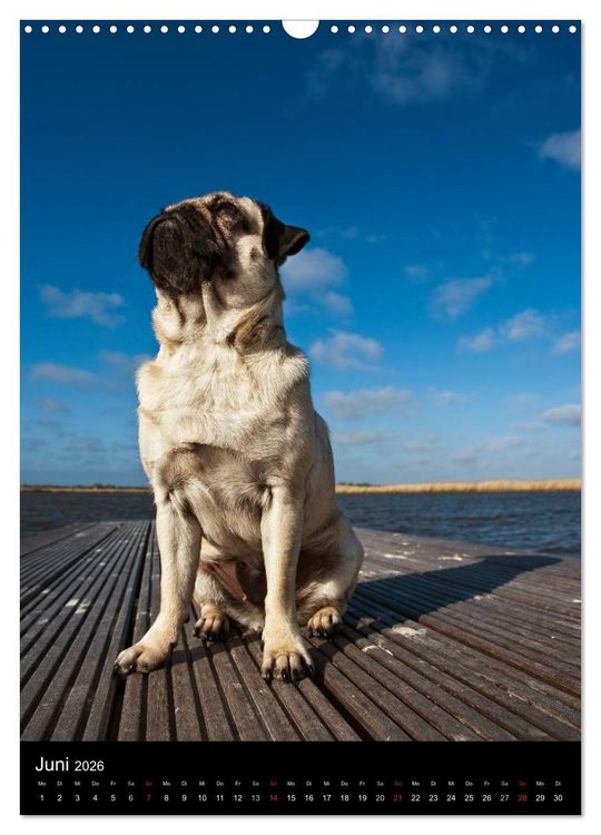 Produktbild: Das Mops-Jahr 2026 (Wandkalender 2026 DIN A3 hoch), CALVENDO Monatskalender