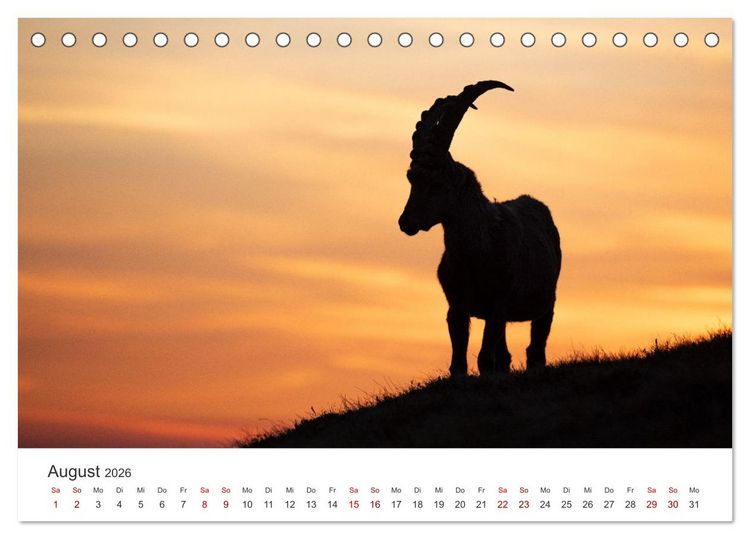 Produktbild: Steinbock - K&ouml;nig der Alpen (Tischkalender 2026 DIN A5 quer), CALVENDO Monatskalender