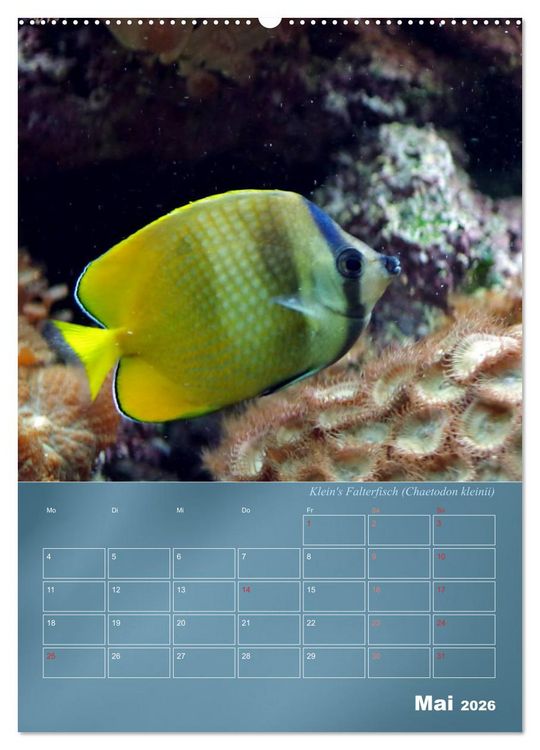 Produktbild: Bunte Riffbewohner - Fische, Anemonen und noch viel mehr (Wandkalender 2026 DIN A2 hoch), CALVENDO Monatskalender
