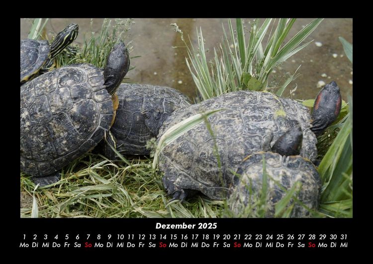Produktbild: Welt der Tiere 2025 Fotokalender DIN A3