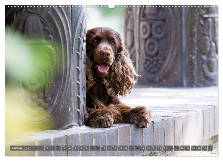 Produktbild: English Cocker Spaniels - Ein Spaziergang im Park (hochwertiger Premium Wandkalender 2026 DIN A2 quer), Kunstdruck in Hochglanz
