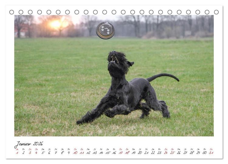 Produktbild: Mit dem Riesenschnauzer durch das Jahr (Tischkalender 2026 DIN A5 quer), CALVENDO Monatskalender