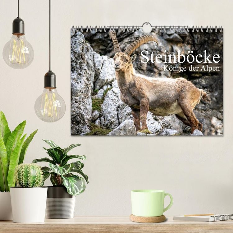 Produktbild: Steinb&ouml;cke - Majest&auml;tische Tiere der Alpen (Wandkalender 2026 DIN A4 quer), CALVENDO Monatskalender