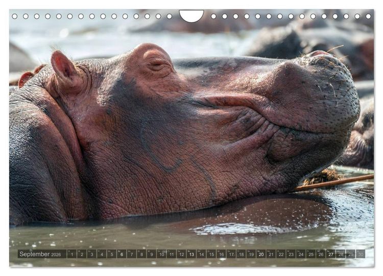 Produktbild: Botswana &ndash; Landschaft und Tierwelt (Wandkalender 2026 DIN A4 quer), CALVENDO Monatskalender
