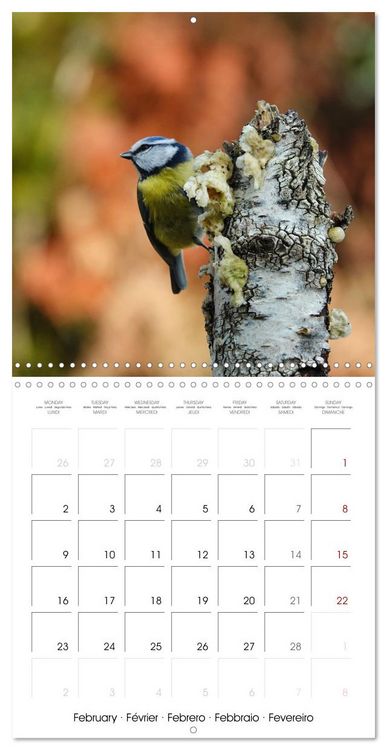 Produktbild: M&eacute;sange bleue en G&acirc;tinais (Calendrier mural carr&eacute; 2026 30x30 cm) Calendrier double avec une page pour vos prises de notes
